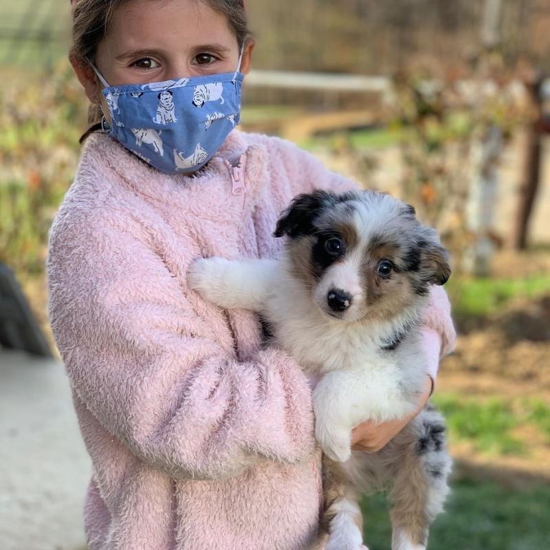 SWEET AUSTRALIAN SHEPHERT FOR REHOMING Image eClassifieds4u