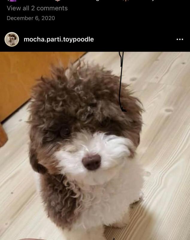 Toypodle puppies Image eClassifieds4u