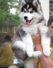 Adorable Siberian Husky For Adoption. Call or text @(732) 515-5611