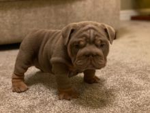 Beautiful male and female English Bulldog puppies