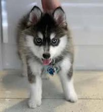 Purebred Pomsky puppies for adoption. Call or text @(732) 515-5611