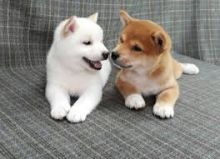 Shiba Inu Puppies available. Call or text us @(732) 515-5611