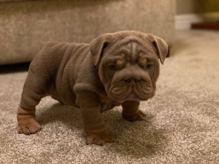 Beautiful male and female English Bulldog puppies Image eClassifieds4u