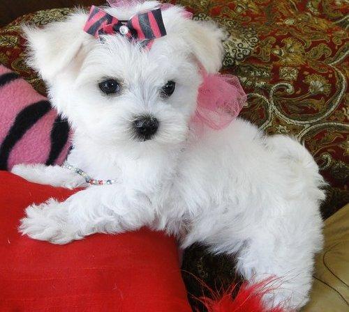 Healthy Maltese Puppies Available Image eClassifieds4u