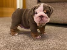 Beautiful male and female English Bulldog puppies Image eClassifieds4u 2