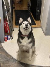 Siberian husky pure breed male Image eClassifieds4u 1