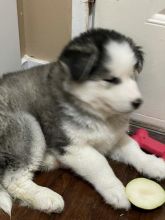 Siberian husky pure breed male Image eClassifieds4u 3