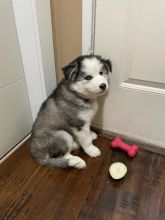 Siberian husky pure breed male Image eClassifieds4u 4