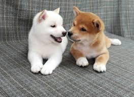 Shiba Inu Puppies available. Call or text us @(732) 515-5611 Image eClassifieds4u