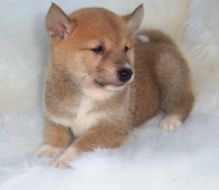 Fanciful Shiba Inu Puppies READY FOR ADOPTION