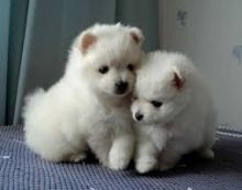 Priceless White Pomeranian Puppy For Adoption Image eClassifieds4U