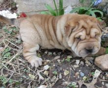 Bloodline Staffordshire Bull Terrier Pups