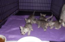 Egyptian Mau kittens available
