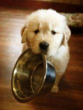 Golden Retriever Puppies For Adoption, updated on shots, registered and potty trained
