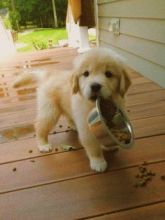 Golden Retriever puppies ready . healthy and potty trained, first set of vaccines taken.