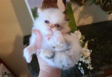 Himalayan kittens available for all