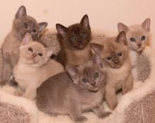 Lilac And Chocolate Male and female Burmese Kittens