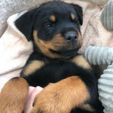 Rottweiler puppies available , Vaccinated and dewormed.