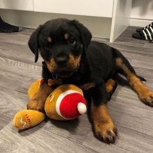 Rottweiler puppies available , Vaccinated and dewormed.