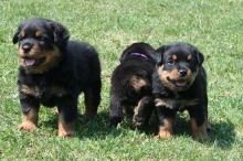 Rottweiler puppies available , Vaccinated and dewormed.