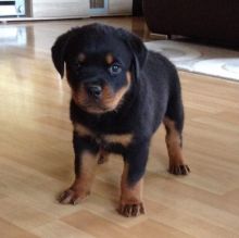 Rottweiler puppies available , Vaccinated and dewormed.