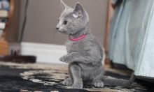 Russian Blue Kittens available