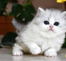 stunning Persians kittens
