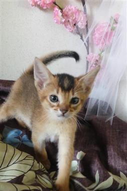Abyssinian kittens available for loving homes Image eClassifieds4u