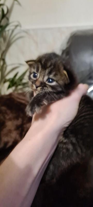 Beautiful Maine coon kittens Image eClassifieds4u