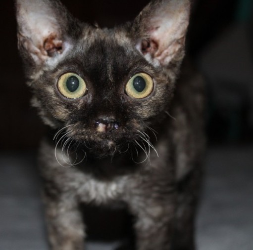 Cute Little Devon Rex Kitten Image eClassifieds4u