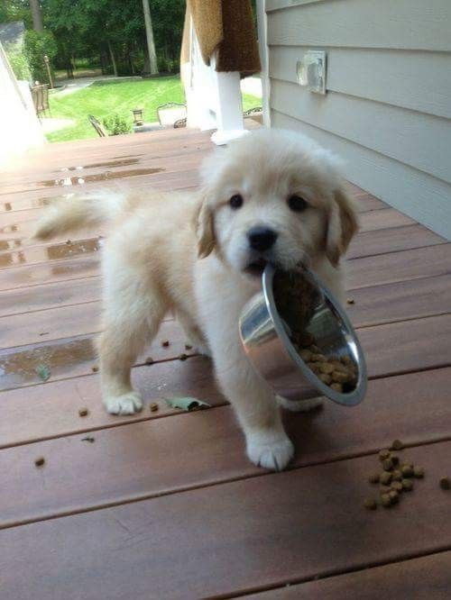 Golden Retriever puppies ready . healthy and potty trained, first set of vaccines taken. Image eClassifieds4u