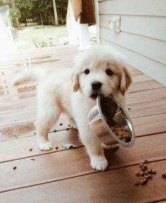 Golden Retriever puppies ready . healthy and potty trained, first set of vaccines taken. Image eClassifieds4u