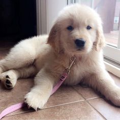 Golden Retriever puppies ready . healthy and potty trained, first set of vaccines taken. Image eClassifieds4u