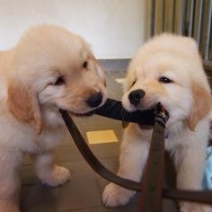 Golden Retriever puppies ready . healthy and potty trained, first set of vaccines taken. Image eClassifieds4u