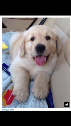 Golden Retriever puppies ready . healthy and potty trained, first set of vaccines taken. Image eClassifieds4u