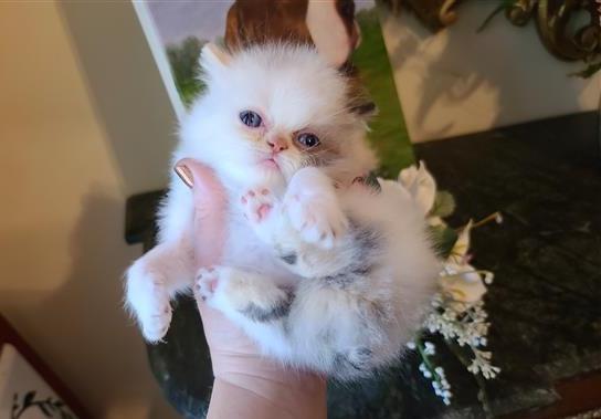 Himalayan kittens available for all Image eClassifieds4u