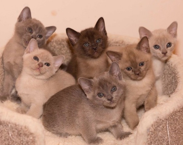 Lilac And Chocolate Male and female Burmese Kittens Image eClassifieds4u