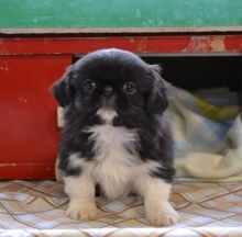 Bloodline Staffordshire Bull Terrier Pups Image eClassifieds4u 1