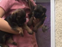 Beautiful Ckc Reg Blue bull Staffordshire Pups Image eClassifieds4u 3