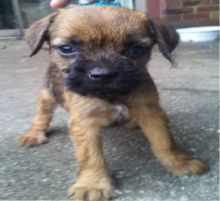 Beautiful Ckc Reg Blue bull Staffordshire Pups Image eClassifieds4u 1