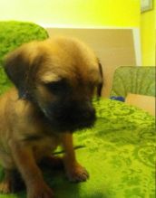 Beautiful Ckc Reg Blue bull Staffordshire Pups Image eClassifieds4u 2