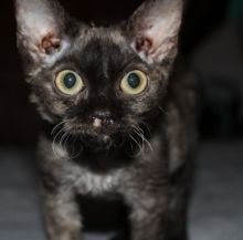 Cute Little Devon Rex Kitten Image eClassifieds4U
