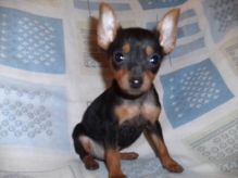 Beautiful Ckc Reg Blue bull Staffordshire Pups Image eClassifieds4u 1