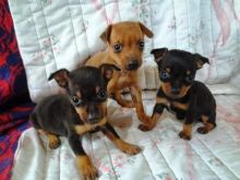 Beautiful Ckc Reg Blue bull Staffordshire Pups Image eClassifieds4u 2