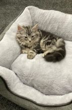 Fluffy Norwegian kittens available Image eClassifieds4U