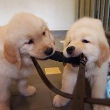 Golden Retriever puppies ready . healthy and potty trained, first set of vaccines taken. Image eClassifieds4u 2