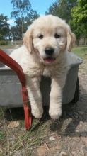 Golden Retriever puppies ready . healthy and potty trained, first set of vaccines taken. Image eClassifieds4u 2