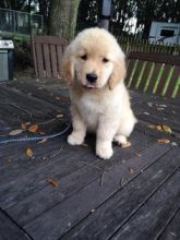 Golden Retriever puppies ready . healthy and potty trained, first set of vaccines taken. Image eClassifieds4u 3