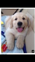 Golden Retriever puppies ready . healthy and potty trained, first set of vaccines taken. Image eClassifieds4u 2