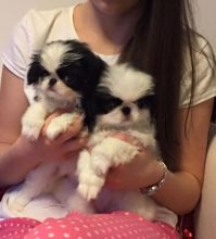 Beautiful Ckc Reg Blue bull Staffordshire Pups Image eClassifieds4u 1